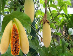 Where does banana passion fruit come from? Banana Passion Fruit Description How to grow environment