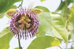 The introduction of Jinmi passion fruit, a new variety in Taiwan, shows that the planting of golden honey passion fruit has a short flowering and fruiting time.