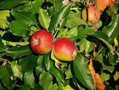 What are the characteristics of Gala Apple in those methods? Is the yield of Gala apple higher than that of Hongdi snake fruit apple?