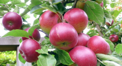 One of the two-color apple varieties, babingo, how are the advantages and disadvantages of apple planting?