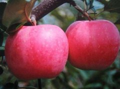 What does the new apple variety Camio Apple look like? The difference between Camille apple and red plum snake fruit