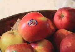 Are New Zealand jazz apples delicious? what are the characteristics? What kind of food can jazz apples make?