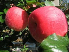 According to the introduction of American honey crisp apple varieties, how does honey crisp apple taste? is it a hybrid variety?