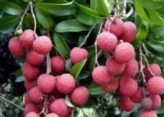 What are the characteristics of Jili litchi, the largest new variety of litchi in Taiwan?