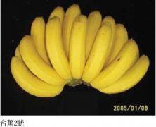 Introduction of Taiwan banana variety Taisao 2, banana growth habits and resistance to yellow leaf disease