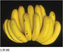 The advantages and disadvantages of the new banana variety Taisao No. 3 and the key points of cultivation and management of Taisao No. 3