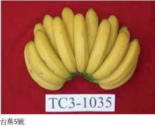 The difference between banana variety Taijiao 5 and Beijiao, which has better disease resistance between Taijiao 5 and Beijiao?