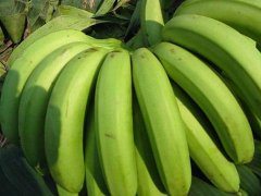 New banana varieties: Taijiao 6 Yufeng banana source, Taijiao 6 Yufeng banana variety characteristics