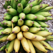 Li Linjiao / bergamot banana is a rare banana variety in the market. How much is the taste price of bergamot banana?