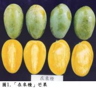 Taiwan mango variety soil mango is also called to be planted, the taste and taste production time of soil mango variety