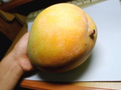 When does Kate mango ripen in Taiwan? Kate, what is the best ripeness of the mango?