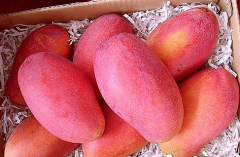 Introduction of Yuwen No. 6 mango, what are the characteristics of Yuwen No. 6 mango?