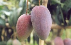 How about introducing mango varieties? Jinxing Mango and Black Fragrance Mango are different in their production time.