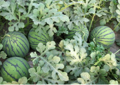 What are the advantages of red crown dragon watermelon? Matters needing attention in suitable planting areas of Hongguanlong watermelon