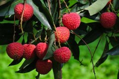 2019 Litchi yield reduction affects the high price of Yuhebao litchi, with an auction price of more than 300 yuan per kilogram.