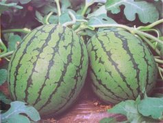 Yellow gourd watermelon varieties Texiaofeng watermelon introduction, Texiaofeng watermelon cultivation techniques tips