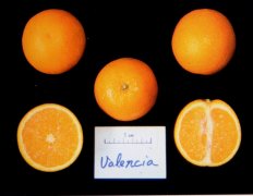 Where does the new imported orange variety Wanlun Xia Orange come from? What are the characteristics of Wanlun summer orange