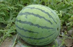 According to the introduction of four new varieties of watermelon in open field, Tainong 7 / Xiaofeng / Xin Xiaofeng / Golden Orchid is the best.