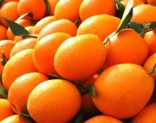 New varieties of imported oranges Valencia orange, Valencia orange introduction How to harvest