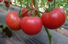 According to the history of tomato planting, what is the effect of how to ingest lycopene?