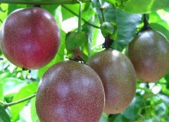 Passion fruit planting technology and management matters needing attention, how long it takes to plant passion fruit and how to prune it.