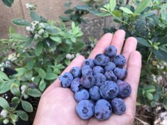 What are the effects and effects of blueberries? Soil acidity requirements for how blueberries are planted and maintained