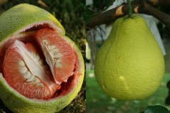 What are the characteristics of Taiwan red pomelo? how does it taste?