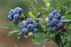 How much is the row spacing of blueberries? Introduction to blueberry planting skills and common errors