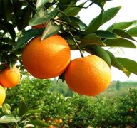 When is the best time to plant orange trees? Introduction to the requirements of watering and fertilization for orange tree planting