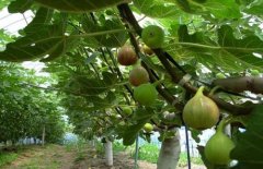 How many methods are there to propagate figs? A method for determining how to plant and mature figs