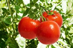 The basic planting methods of tomatoes, how to choose varieties and eliminate the problems of planting tomatoes.