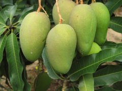 Introduction of Mango Variety Kate Keitt Mango, what are the variety characteristics and taste of Kay extra-large mango?