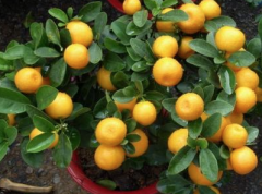 What is the difference between four seasons tangerine and kumquat? What are the characteristics of the tangerine? is it sour?