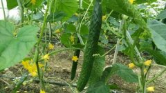 How to grow cucumbers in summer? How long does cucumber seed need to soak and how to apply fertilizer?