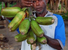 How big is the giant banana in Papua New Guinea? What's the advantage of eating bananas?