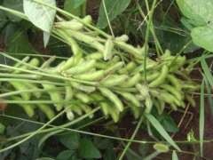 What are the varieties of soybean green manure? Tainan 4 Soybean and Tainan 7 Soybean