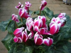 When is cyclamen dormant? Do cyclamen use watering during dormancy? how to harvest fruit?