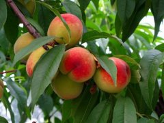 Introduction of new peach varieties Tainong 9 Hongjin, Tainong 9 Hongjin honey peach variety characteristics and taste