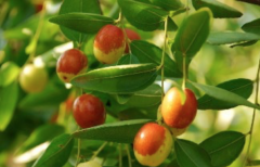 What are the advantages of Taiwan jujube seedling variety Tainong 13 Shirley and Shirley jujube seedlings? do they taste good?