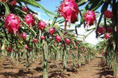 When is the red dragon fruit due? What is the yield of red dragon fruit? what's so unique?