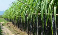 Introduction to the planting method and time of sugarcane, and what are the pre-measures for the planting mode of sugarcane seedlings?