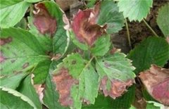 Pictures and control methods of strawberry anthracnose, how about strawberry robust seedling cultivation techniques?