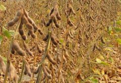 Tainan 7, a new super high yield soybean variety, what are the agronomic characteristics of Tainan 7?