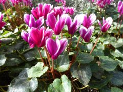 Where is the origin of cyclamen? what are the characteristics? What are the points for attention in cyclamen planting?