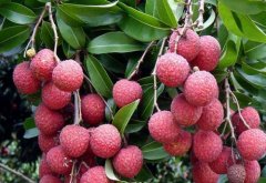 How to apply rational fertilization in litchi orchard? Factors to be considered in rational fertilization of Litchi Orchard