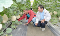 Taiwan cantaloupe new variety Tairi hybrid, what are the characteristics of Kaohsiung No. 2 tangerine melon? how sweet is it?