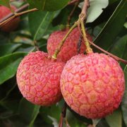 Introduction of common diseases and control methods of litchi trees, and effects of litchi diseases on litchi trees