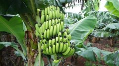 Three common diseases of banana: black spot disease/thin stripe disease/dwarf disease