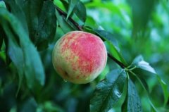 When is the best time to bag peaches? How to thinning fruit and picking heart when bagging peaches