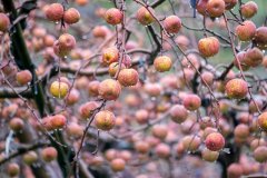 Apple alpine planting technology, apples are not waxed why there is honey?